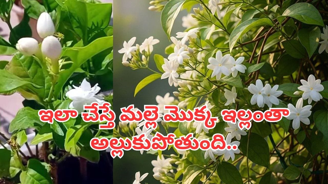 మల్లెపూల పంట.. మీ ఇంటిని బంగారుమయం చేసే మార్గం!