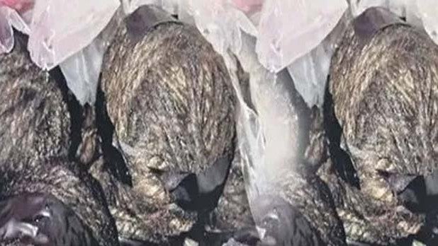 పల్నాడులో కలకలం: వైసీపీ నేత ఇంట్లో ఐదు నాటు బాంబులు