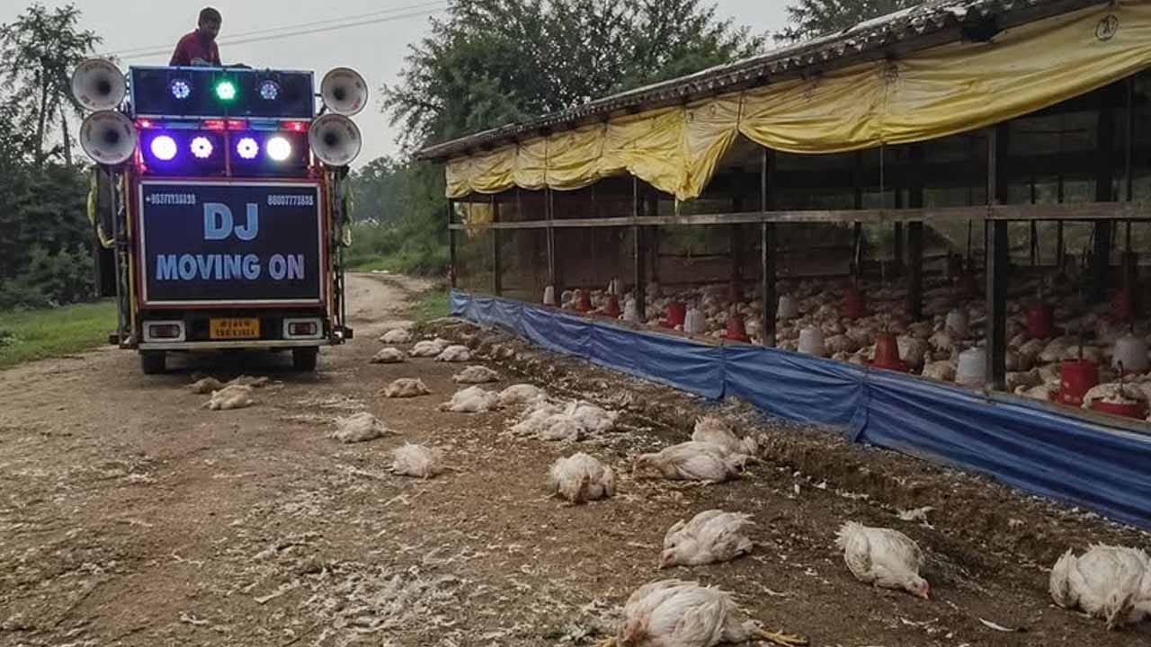 పెళ్లి బాజా మోత.. 140 కోళ్లు మృత్యువాత: ఉత్తరప్రదేశ్‌లో వింత ఘటన